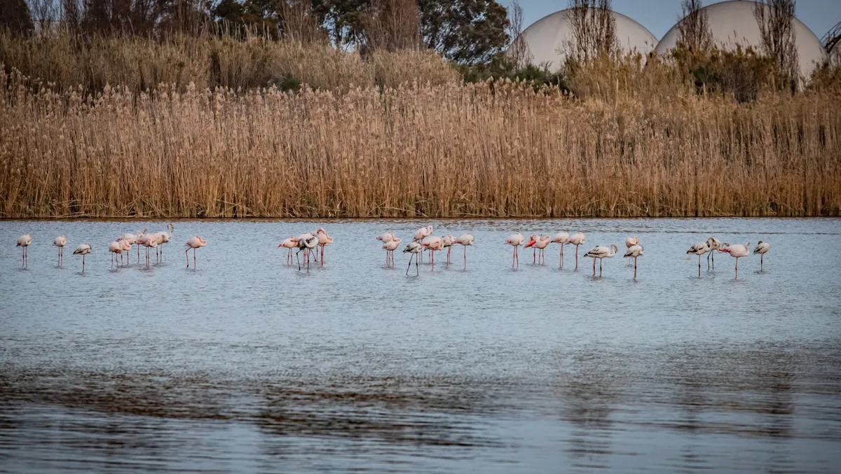 Delta del Llobregat